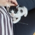 🐾 4 minik patili, ömürlük yuvalarını arıyor 🐾 fotoğraf