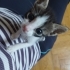 🐾 4 minik patili, ömürlük yuvalarını arıyor 🐾 fotoğraf