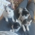 🐾 4 minik patili, ömürlük yuvalarını arıyor 🐾 fotoğraf