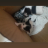 3 tane yavru kedi fotoğraf