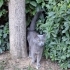 Ücretsiz British shorthar dişi fotoğraf