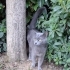 Ücretsiz British shorthar dişi fotoğraf