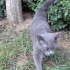 Ücretsiz British shorthar dişi fotoğraf