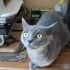 Ücretsiz British shorthar dişi fotoğraf