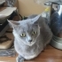 Ücretsiz British shorthar dişi fotoğraf
