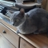 Ücretsiz British shorthar dişi fotoğraf