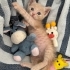 1,5 Aylık Ücretsiz Melez Kedimiz fotoğraf