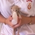 1,5 Aylık Ücretsiz Melez Kedimiz fotoğraf