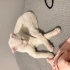 sessiz sakin sevgi dolu bir kedi fotoğraf