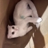 sessiz sakin sevgi dolu bir kedi fotoğraf