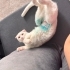 sessiz sakin sevgi dolu bir kedi fotoğraf