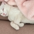 sessiz sakin sevgi dolu bir kedi fotoğraf