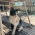 2.5 Aylık çok oyuncu yavru kedi fotoğraf