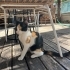 2.5 Aylık çok oyuncu yavru kedi fotoğraf