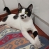YOK MU BU KIZA ÖMÜRLÜK YUVA? TAM ARANAN TEMAS BAĞIMLISI KUCAK KEDİSİ NEFES 🐾🖤 fotoğraf