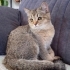 Tatlı oğlumuz acil yuva!! fotoğraf