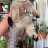 Tatlı oğlumuz acil yuva!! fotoğraf
