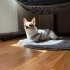 ÜCRETSİZ KÜÇÜK IRK EV KÖPEĞİ SAHİPLENDİRME fotoğraf