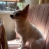 ÜCRETSİZ KÜÇÜK IRK EV KÖPEĞİ SAHİPLENDİRME fotoğraf