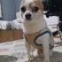 ÜCRETSİZ KÜÇÜK IRK EV KÖPEĞİ SAHİPLENDİRME fotoğraf