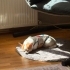 ÜCRETSİZ KÜÇÜK IRK EV KÖPEĞİ SAHİPLENDİRME fotoğraf