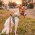 Jack Russel yeni yuva fotoğraf