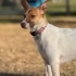 Jack Russel yeni yuva fotoğraf