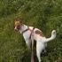 Jack Russel yeni yuva fotoğraf