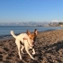 Jack Russel yeni yuva fotoğraf