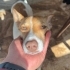 Jack Russel yeni yuva fotoğraf
