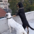 İKİ KARDEŞE YENİ YUVA ARIYORIZ fotoğraf