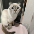 ÖMÜRLÜK YUVA ACİL fotoğraf