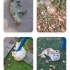 Sokakta yapamıyor perişan oluyor fotoğraf