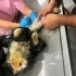 Sokakta yapamıyor perişan oluyor fotoğraf