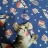 4 haftalık pantere yuva aranıyor fotoğraf