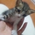 4 haftalık pantere yuva aranıyor fotoğraf