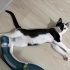 3 aylık dişi yavru kedi fotoğraf