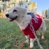 🐾 Yuva Arıyor  Silivri’de bulunan bu güzel *Rus Finosu* için ömürlük yuva fotoğraf