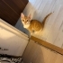 Limon gibi kızımıza yuva arıyoruz fotoğraf