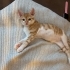 Limon gibi kızımıza yuva arıyoruz fotoğraf