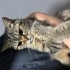 Sokağa terk edilen badem yuva arıyor fotoğraf