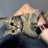 Sokağa terk edilen badem yuva arıyor fotoğraf