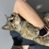 Sokağa terk edilen badem yuva arıyor fotoğraf