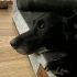 Dünyanın en uysal köpeği, ücretsiz sahiplendirme fotoğraf