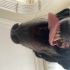 Dünyanın en uysal köpeği, ücretsiz sahiplendirme fotoğraf
