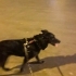Dünyanın en uysal köpeği, ücretsiz sahiplendirme fotoğraf
