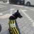 Dünyanın en uysal köpeği, ücretsiz sahiplendirme fotoğraf