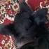 Dünyanın en uysal köpeği, ücretsiz sahiplendirme fotoğraf