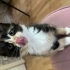 Calico Prenses Renk'e Yuva arıyoruz. fotoğraf