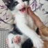 Annesini kaybetmiş fotoğraf